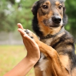 Día mundial del perro sin raza
