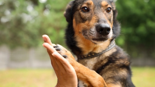 Día mundial del perro sin raza