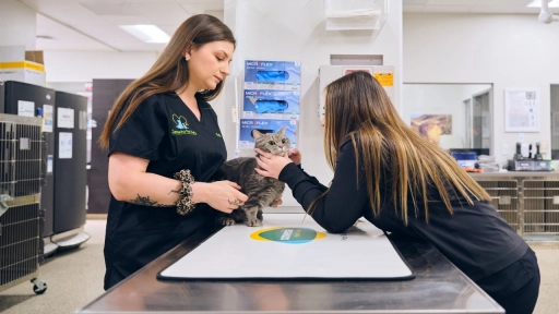 La Inteligencia artificial está transformando la salud animal