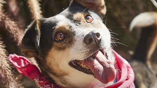 ¡Adopta! Busca a tu mejor amigo en la Expo Mascotas & Animales 