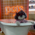 Pets Pichara vuelve a Expo Mascotas 2025