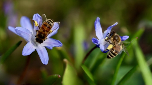 Día Mundial de las Abejas: SAG presenta guía sobre bienestar animal en la apicultura