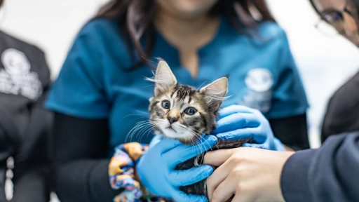 Medicina Veterinaria de la USS participará en la Expo Mascotas & Animales 2025