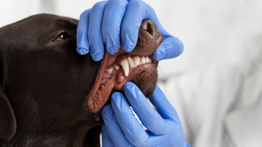 Cuidado bucal en animales: Una enfermedad silenciosa y muy dolorosa