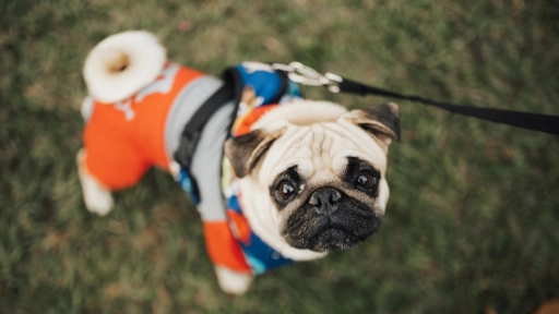 Invierno y animales: Cuidado con abrigarlos en exceso
