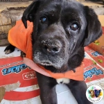 Buscan hogar para perro viejito que vive en el Mercado Cardonal de Valparaíso