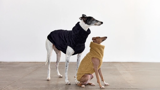 TEO: La marca chilena que viste con estilo y comodidad a los galgos