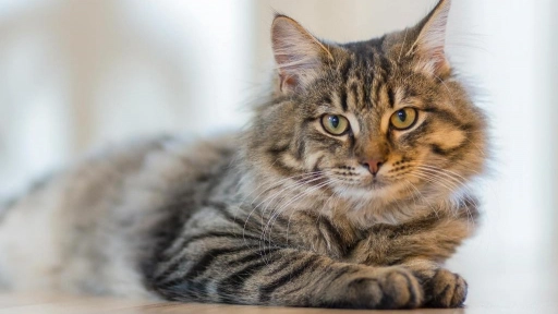 Mes del Gato ¿Por qué son cada vez más populares en Chile?