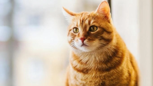 ¿Felinos obesos? El tema que todos quieren evitar en este Mes del gato