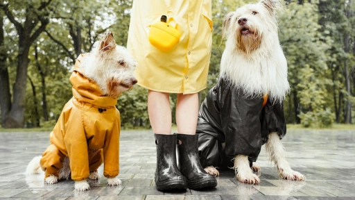 Lluvias ¿Cómo afecta el encierro a nuestros animales?
