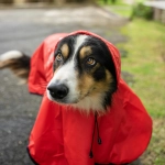 Ponle un impermeable a tu perro en días de lluvia