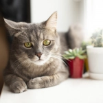 Presentan analgésico para aliviar el dolor que silenciosamente sufren gatos en sus articulaciones