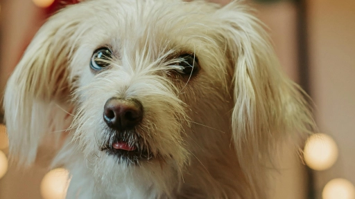 Otoño e invierno: Cómo cuidar a perros y gatos de las enfermedades respiratorias