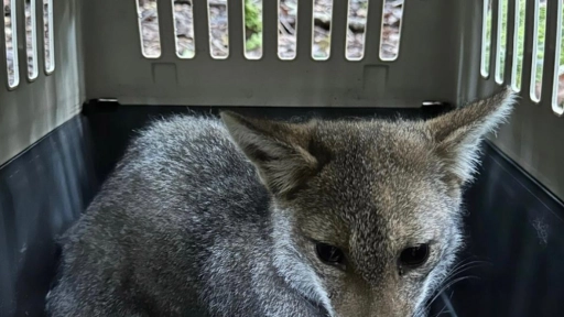 Zorros chilla rehabilitados fueron liberados en el Parque Nacional Puyehue