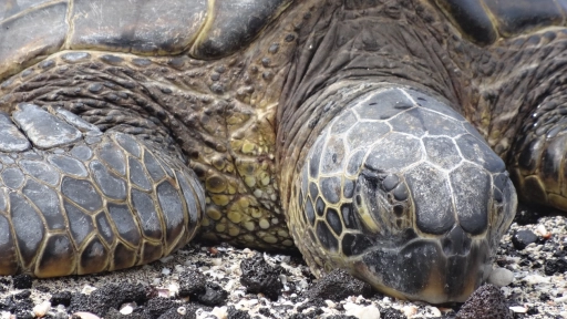 Sernapesca hace un llamado al cuidado de las tortugas marinas