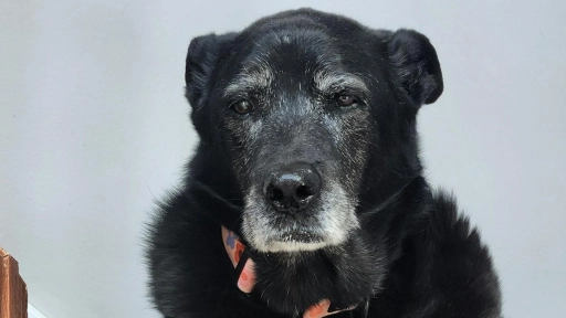 Perros y gatos longevos ¿Qué cuidados especiales necesitan?