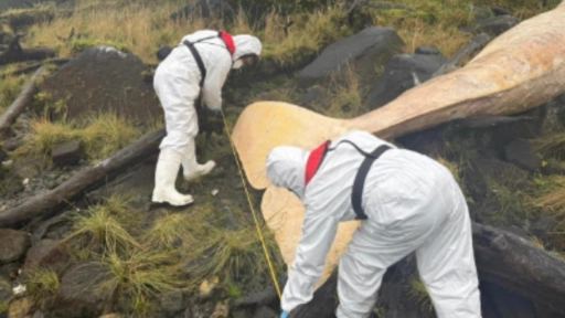 Sernapesca presenta denuncia por cetáceo muerto en el Parque Laguna San Rafael 