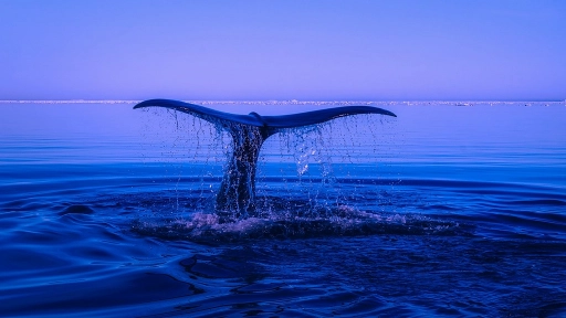 Día Mundial de los océanos: Debemos protegerlos