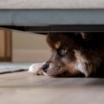 ¿Cómo desestresar a nuestros perros y gatos?