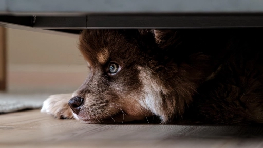 ¿Cómo desestresar a nuestros perros y gatos?