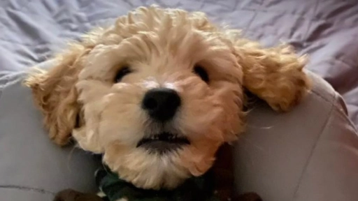Calama: Perrito fue asesinado a golpes y otro abatido con una escopeta