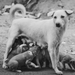 Cementerios municipales y más cárcel contra maltrato animal ¿Congreso y Ejecutivo pierden rumbo?