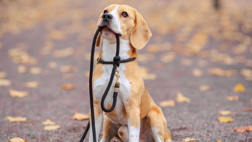 Perros y gatos ¿Qué debo considerar a la hora de salir a pasear?