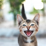 Lenguaje felino: Interpreta el comportamiento de tus gatos