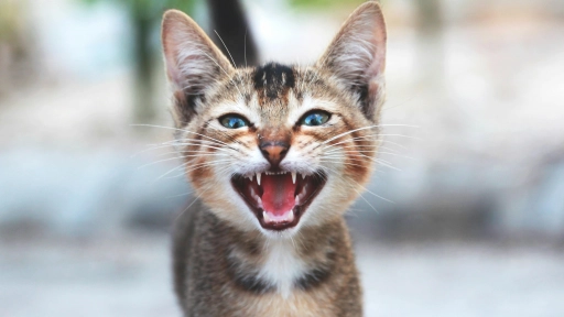 Lenguaje felino: Interpreta el comportamiento de tus gatos