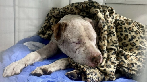 Calama: Apuñalan perro tras perder en una pelea clandestina