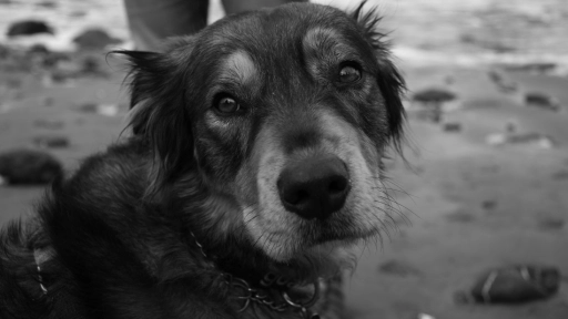 Zoofilia: La urgente necesidad de una tipificación penal autónoma en Chile