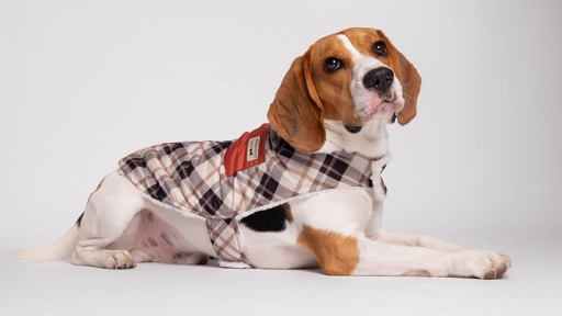 ¿Vestir o no vestir a nuestros perros y gatos?