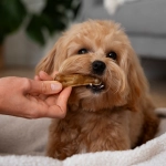 Cinco alimentos peligrosos para tus perros y gatos