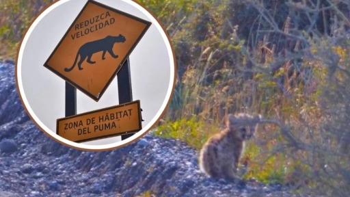  #LentoPorLaFauna: Instalan nueva señalización en Torres del Paine