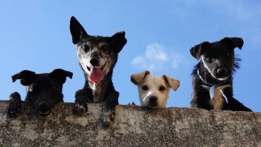 Fundación Huella Animal organiza Completón Solidario en beneficio de sus rescatados
