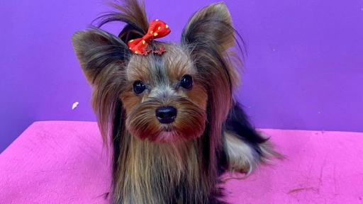 Grooming: Salud y belleza en mantos largos