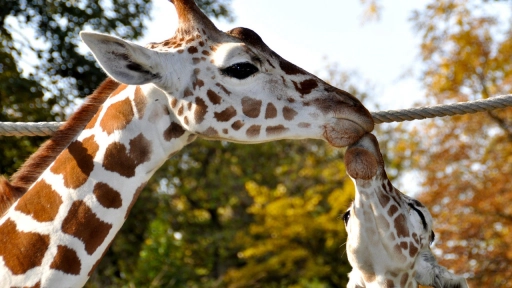Día Mundial de la Jirafa: Una invitación a mirar a los animales con empatía.