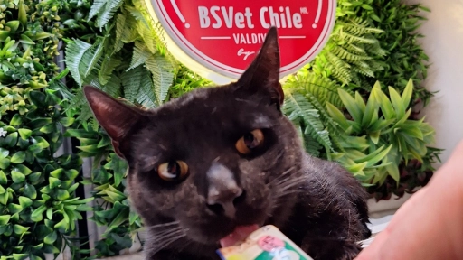 Donación de sangre en animales: Desmitificando una práctica muy común