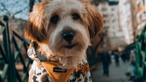 Ola de frío en el país ¡Cuida a tus animales! 