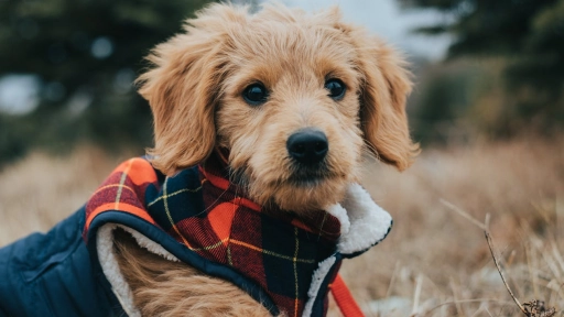 No esperes a que tu perro tirite: Protégelo del frío 