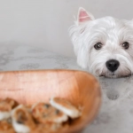 Perros y gatos: Cuidado con dejar alimentos riesgosos a su alcance