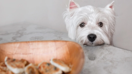 Perros y gatos: Cuidado con dejar alimentos riesgosos a su alcance