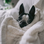 Invierno: Expertos explican dónde deben dormir los animales