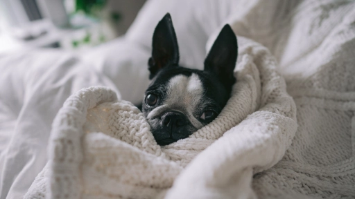 ¿En la casa o en el patio? Expertos explican dónde deben dormir los animales en invierno