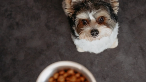 ¿Perros y gatos necesitan más alimento durante el invierno?