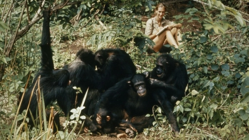 Día Mundial del Chimpancé: Celebramos 65 años desde que Jane Goodall cambió la forma entender a los animales y a nosotros mismos