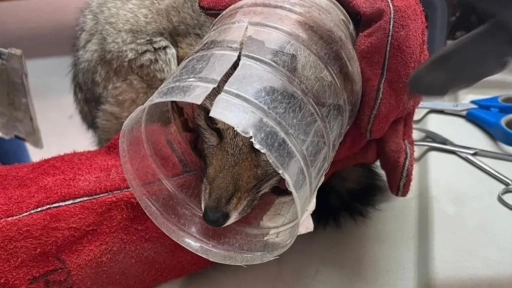 Zorro tenía la cabeza atrapada en una botella de plástico