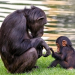 Día Mundial del Chimpancé: Un llamado a proteger a nuestros parientes más cercanos
