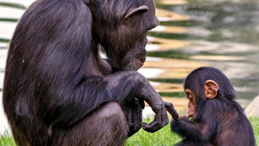 Día Mundial del Chimpancé: Un llamado a proteger a nuestros parientes más cercanos