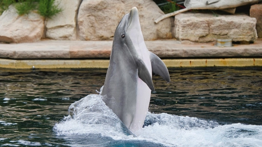 México prohíbe los espectáculos con animales marinos